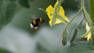 Bombus arıları ile onların tozladığı çiçekler, her ikisi de hayatta kalmak için birbirlerine bağımlı hale gelecek bir şekilde birlikte evrim geçirmişlerdir.