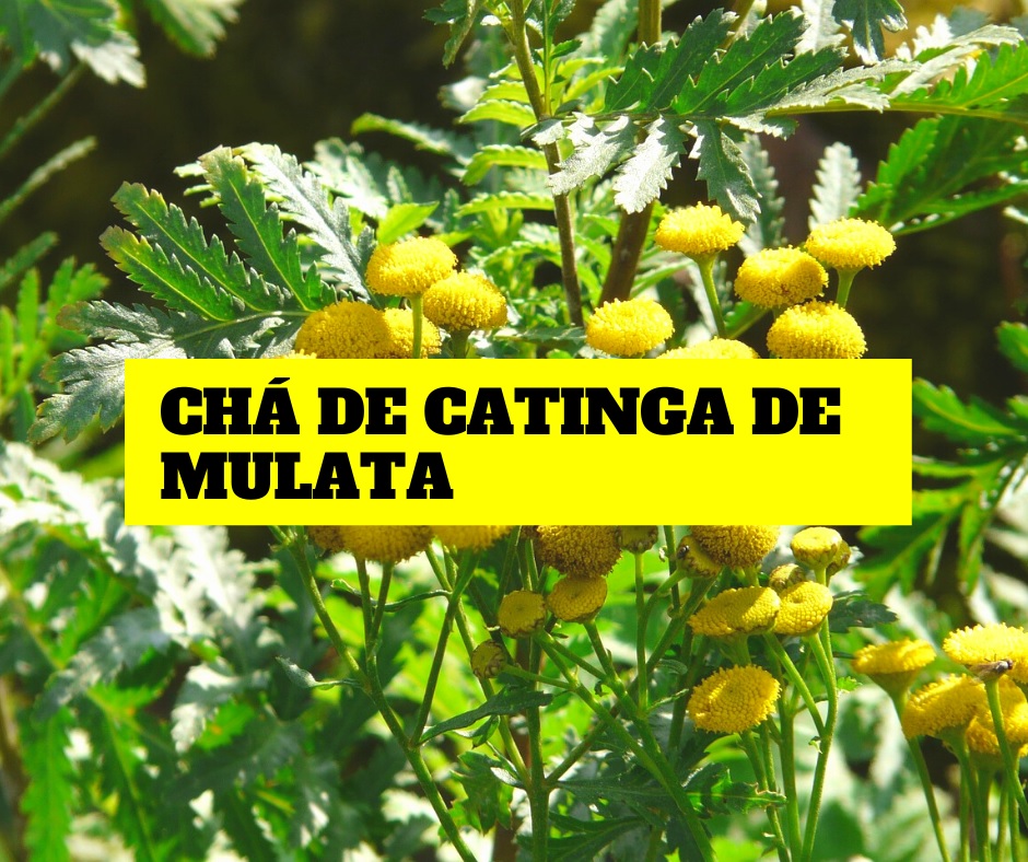 Catinga-de-mulata: planta que limpa os rins e elimina catarro e vermes