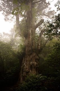 Antara pokok tertua di dunia