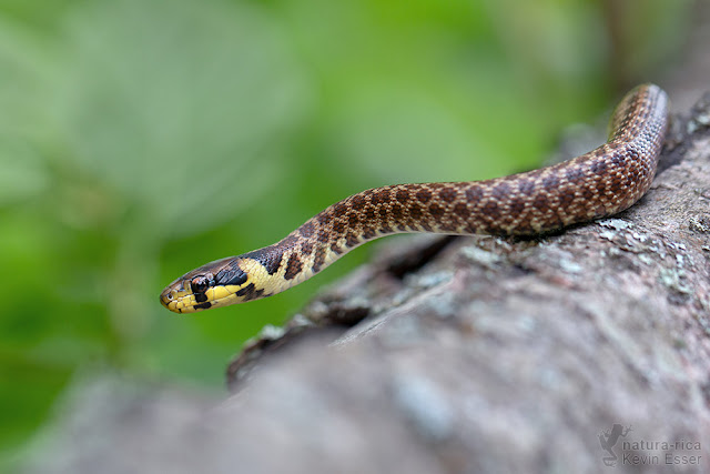 Zamenis longissimus - Aesculapian Snake, juvenile