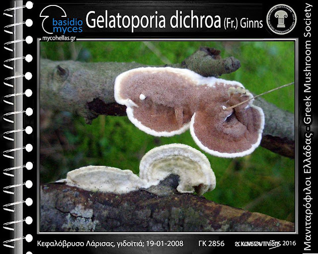 Gelatoporia dichroa (Fr.) Ginns