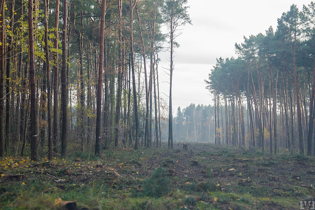 Przebudowa drogi wojewódzkiej 223 Białe Błota Bydgoszcz