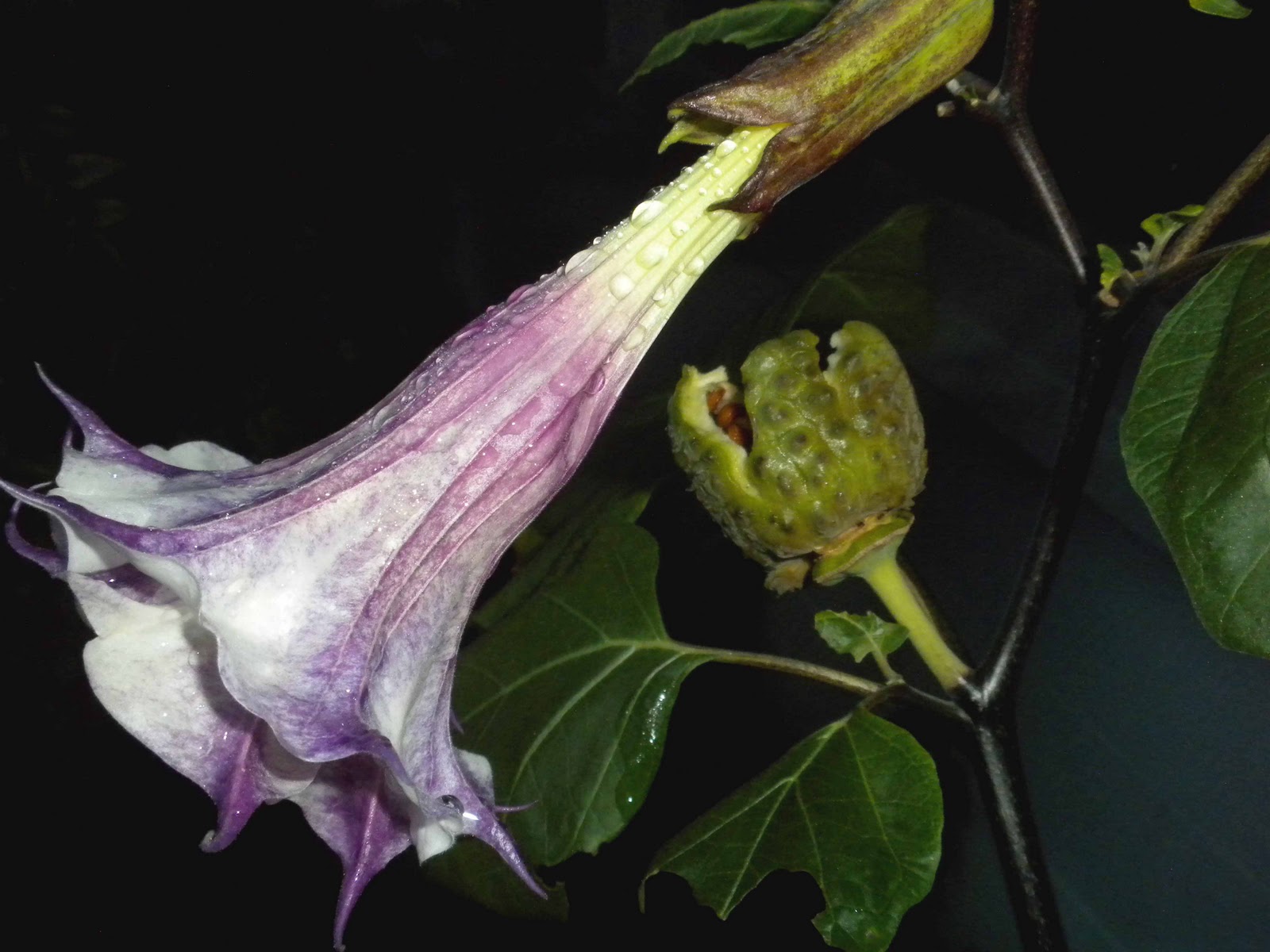 MadSnapper Remember the Nightshade?