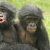 Bonobos falam como bebês