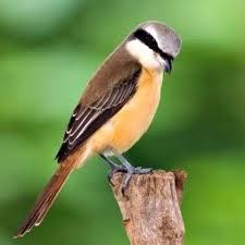 Cara Merawat Burung Cendet Agar Gacor Setiap Hari Sarbaini Com