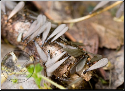 دورة حياة النمل الأبيض تحت الأرضي (الجزء الثاني) Life cycle of subterranean termites