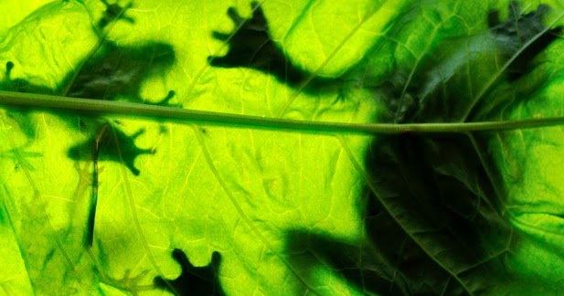 Studi Amfibi Menunjukkan Bagaimana Keanekaragaman Hayati