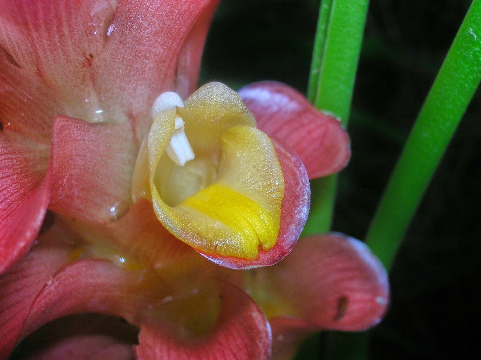 Recregarden: CURCUMA RED TORCH