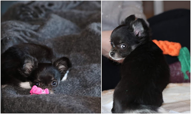 Laila Der Hund hat meine Hausaufgaben gefressen Tinaspinkfriday