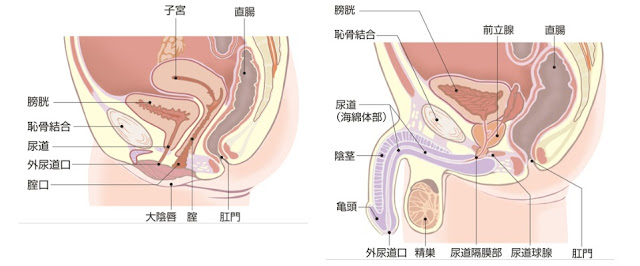 【カラダ】女性の疑問!!男性はおしっこをした後になんで拭かないのか?