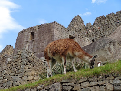 Perou-Machu Picchu (lama)