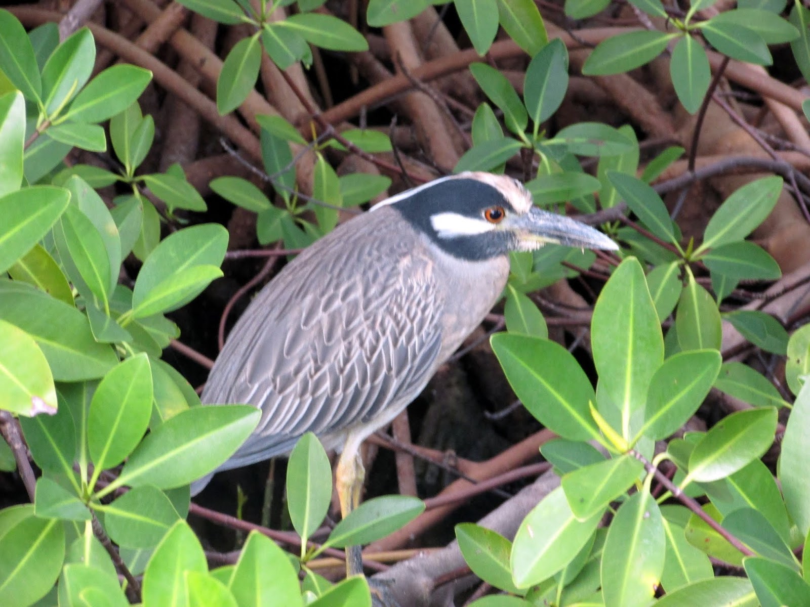 Птица коко на кубе