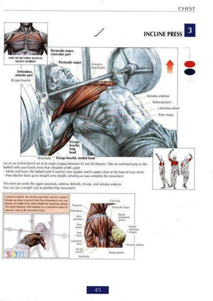 Health And Fitness Programs Chest Workout Routine For Mass health-and-fitness-programs-chest-workout-routine-for-mass