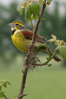 Photo of Dickcissel Photo of Dickcissel