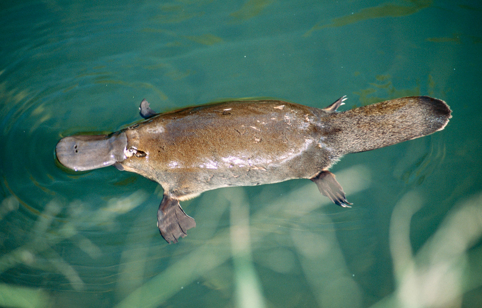 Duckbilled platypus (Ornithorhynchus anatinus) semiaquatic mammal