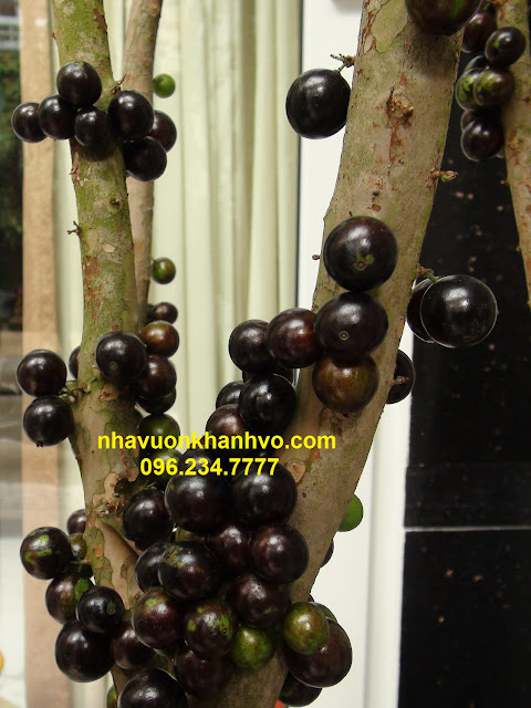 Cơn sốt Nho thân gỗ ( Jabuticaba ) có tại Nhà vườn Khánh võ Nho-than-go-0962347777