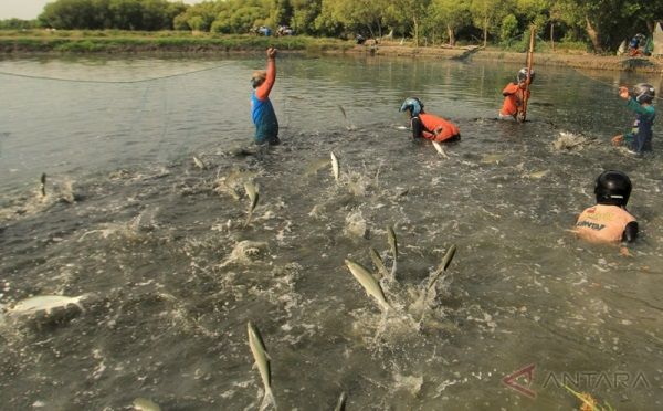 nama lokal ikan bandeng