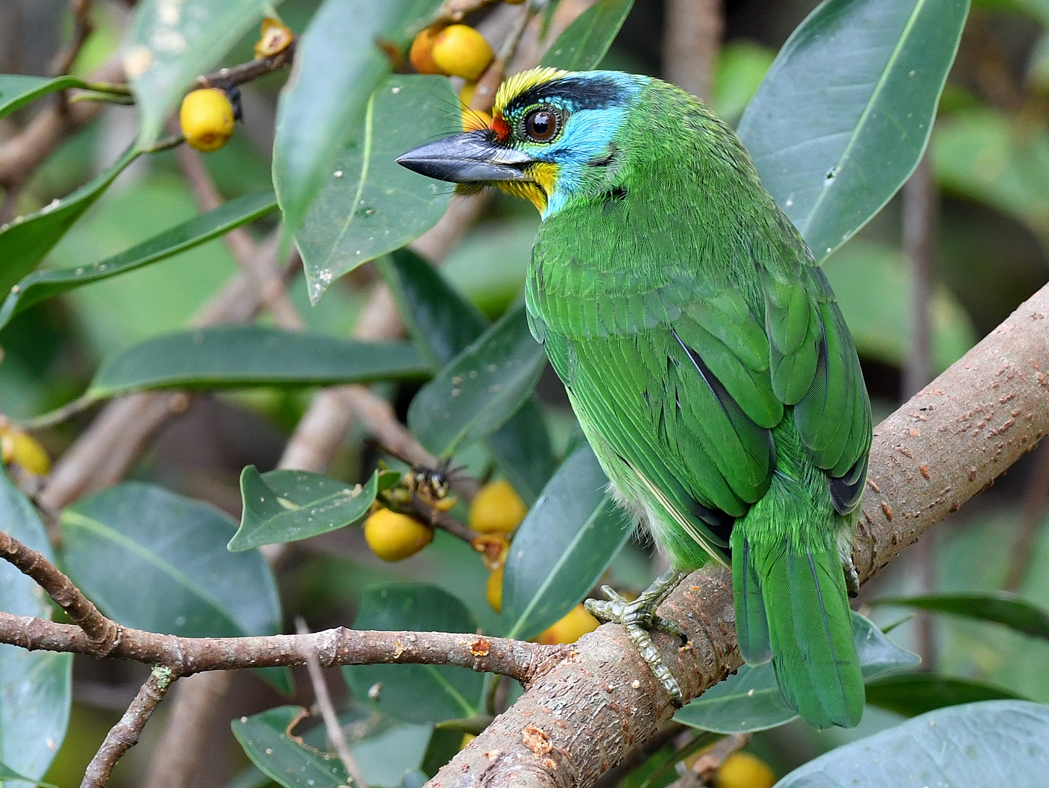 The Life Journey in Photography Blackbrowed Barbet Berjaya Hill