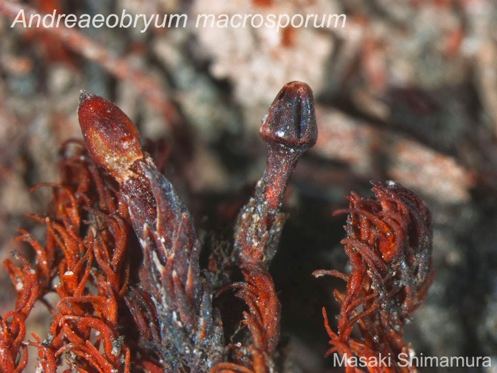 Catalogue of Organisms: Rock Mosses