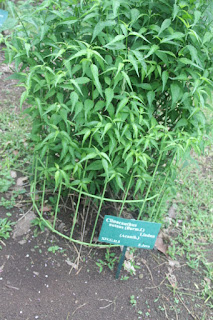  Dandang gendis adalah tanaman perdu yang sering kita jumpai berada disekitar kita Manfaat Dandang Gendis (Clinacanthus Nutans Lindau)