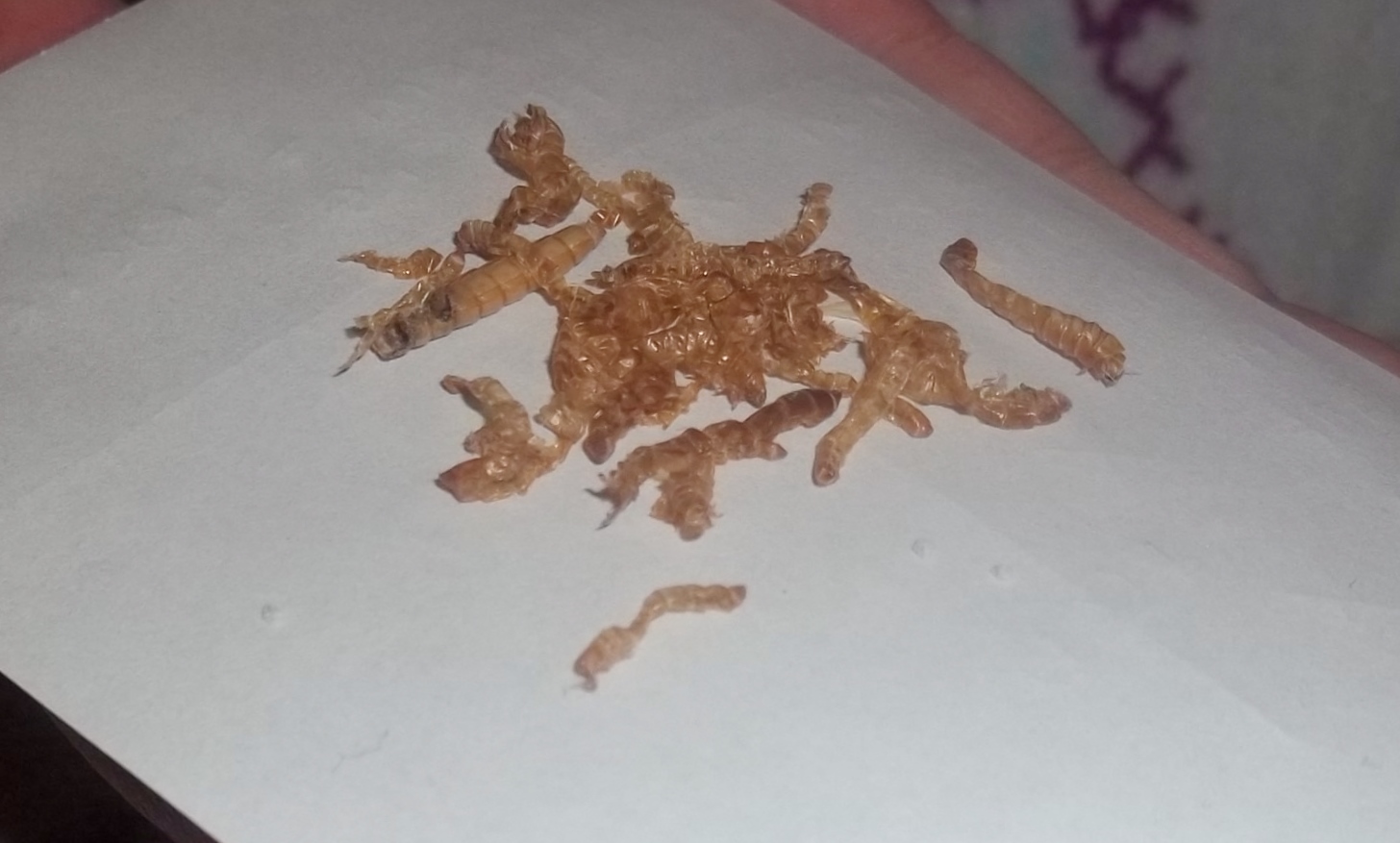 That Crazy Cat Lady. Mealworm FAQ