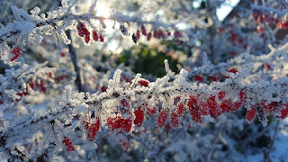 https://pixabay.com/en/winter-ice-hoarfrost-wintry-cold-2443464/