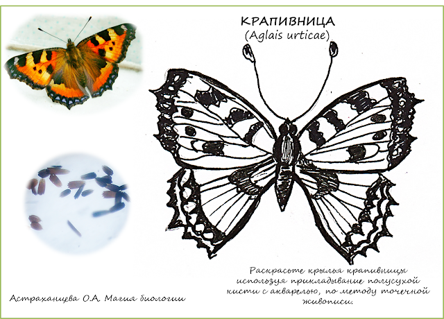 раскраска-бабочка-крапивница-пуантилизм