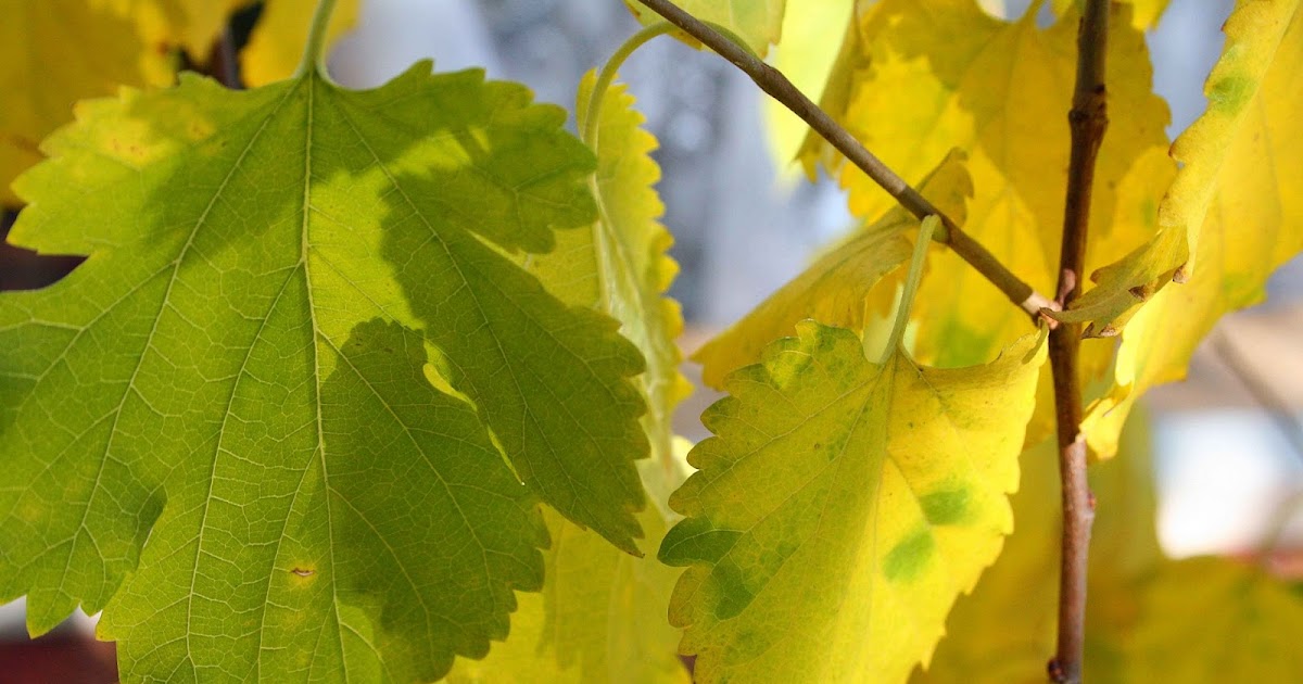 Why Do Leaves Turn Yellow? 5 Reasons & Simple Solutions