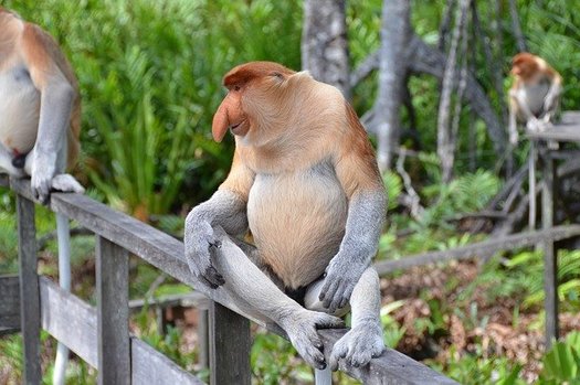 Proboscis Monkey's nose brings them to the list of weirdest animals.