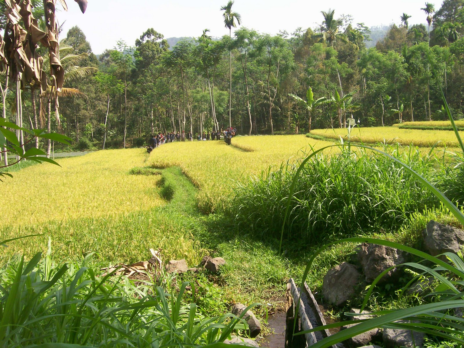 sugeng: Penerapan Sistem Pertanian Berkelanjutan