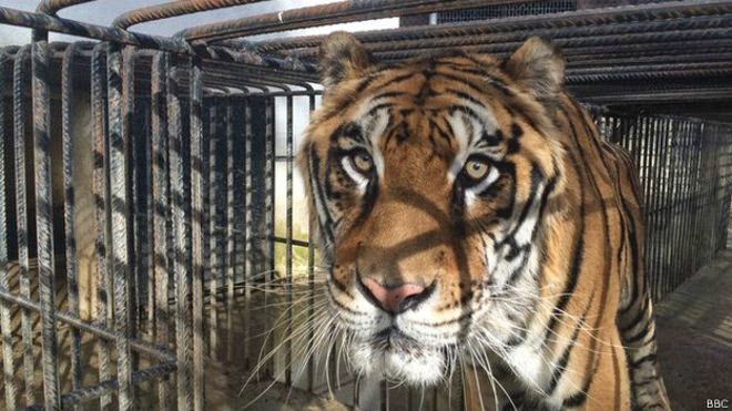 Indonesia in Focus: Sumatran tiger population entered a critical stage