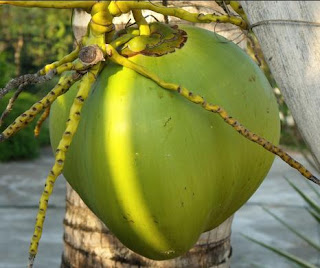 khasiat kelapa untuk obat tradisional