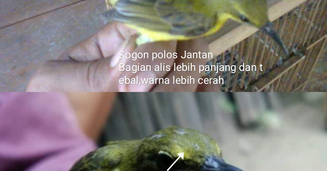 Cara Membedakan Sogon Polos Anakan Jantan Dan Betina Tips Dan