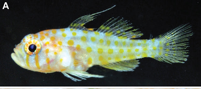 Reef Fish (Trimma Putrai)