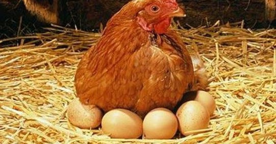 Hasil 99 Arti Mimpi Ayam Bertelur Banyak Emas Dan Menetas Di Dalam Rumah Buktinya Hasil 99 Arti Mimpi Ayam Bertelur Banyak Emas Dan Menetas Di Dalam Rumah Buktinya