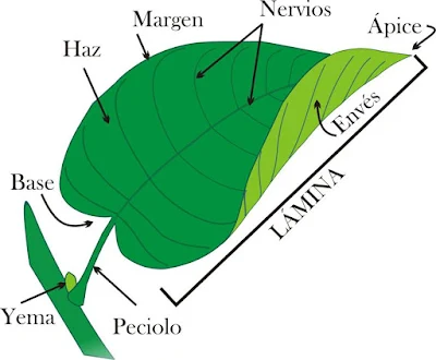 las hojas parte de la planta