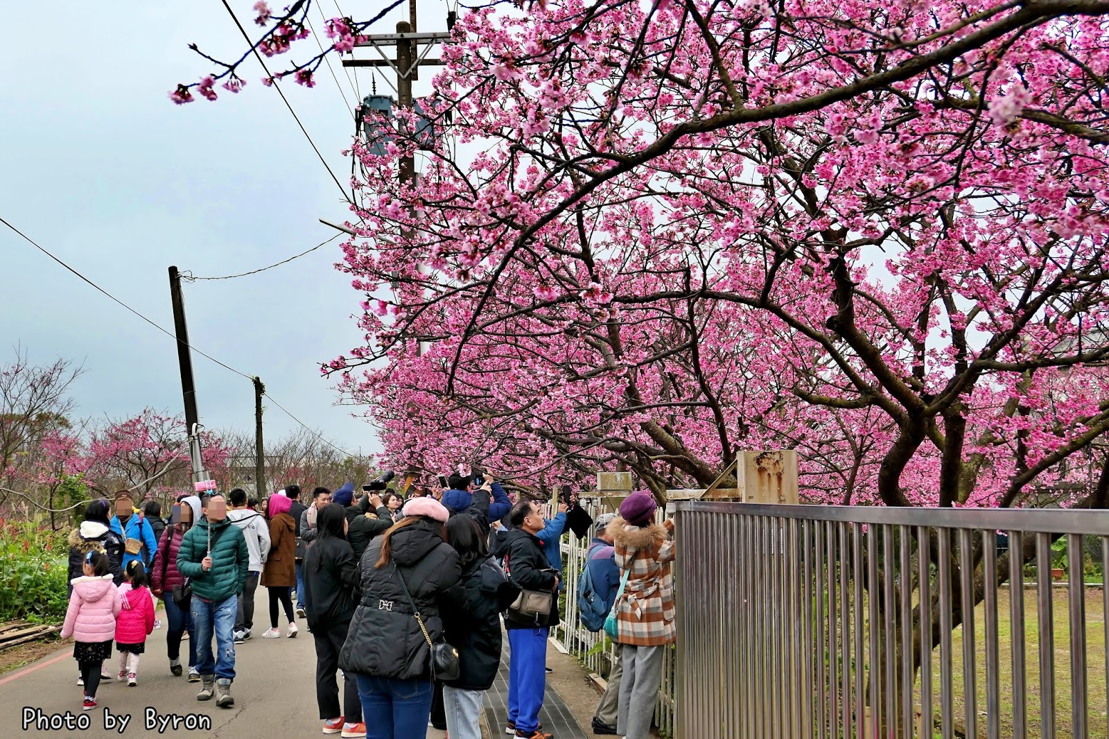 平菁街 櫻花