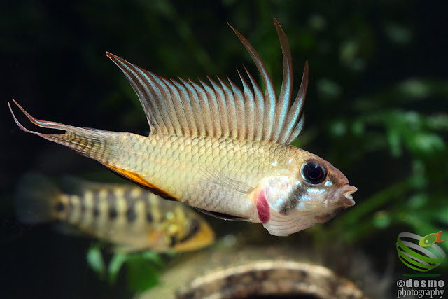 Apistogramma megaptera