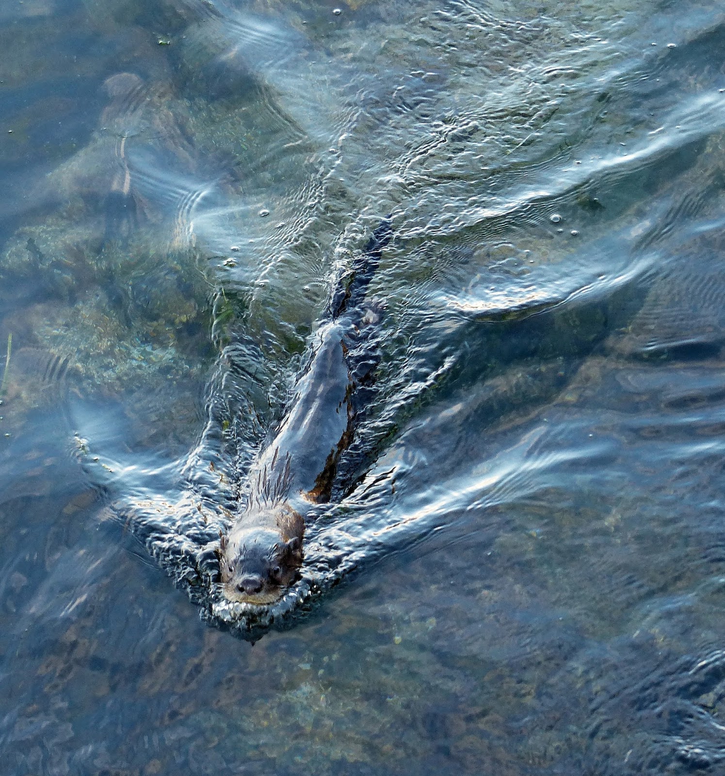 Buzz's Marine Life of Puget Sound: JUVENILE RIVER OTTERS AT DUWAMISH