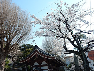 龍口寺の桜