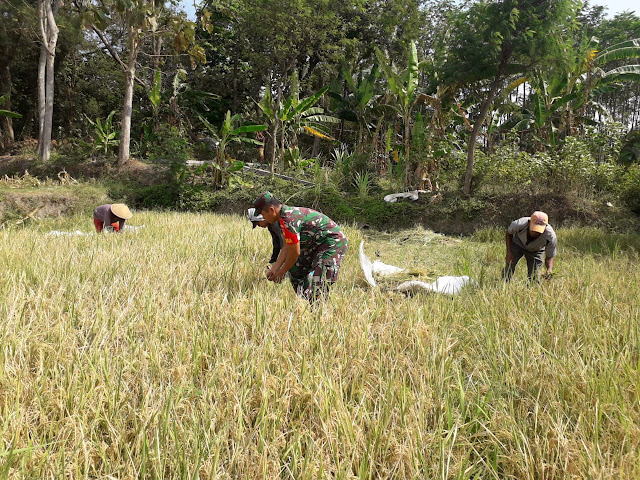 Upaya Khusus Babinsa Dampingi Petani Panen Padi