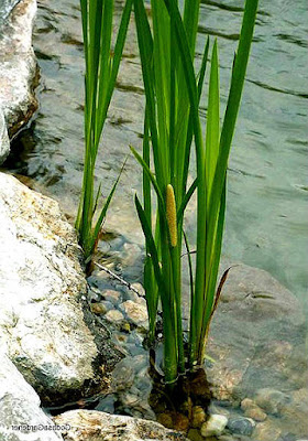 Bandera dulce, Acorus calamus, en Fichas de Plantas