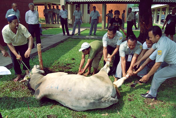 Pengertian Qurban Secara Lengkap Menurut Bahasa Dan Istilah Jalan Jalan Makan Makan