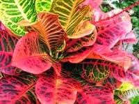 Ilmu Pengetahuan: TANAMAN PURING