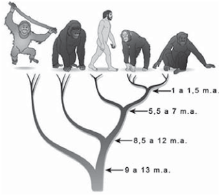 QUESTÕES DO ENEM - EVOLUÇÃO