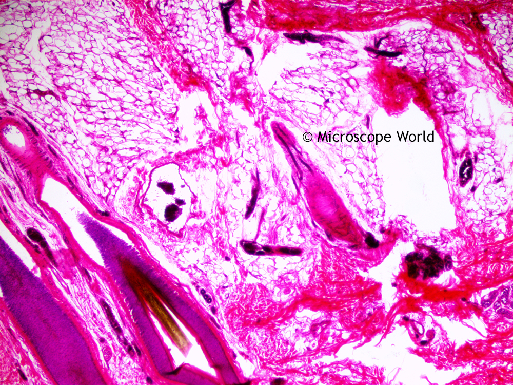 Microscope World Blog