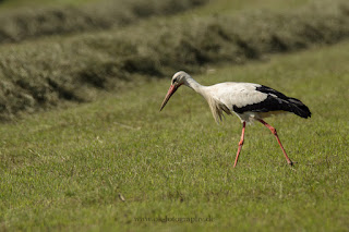 Naturfotografie Wildlifefotografie Lippeaue Weißstorch