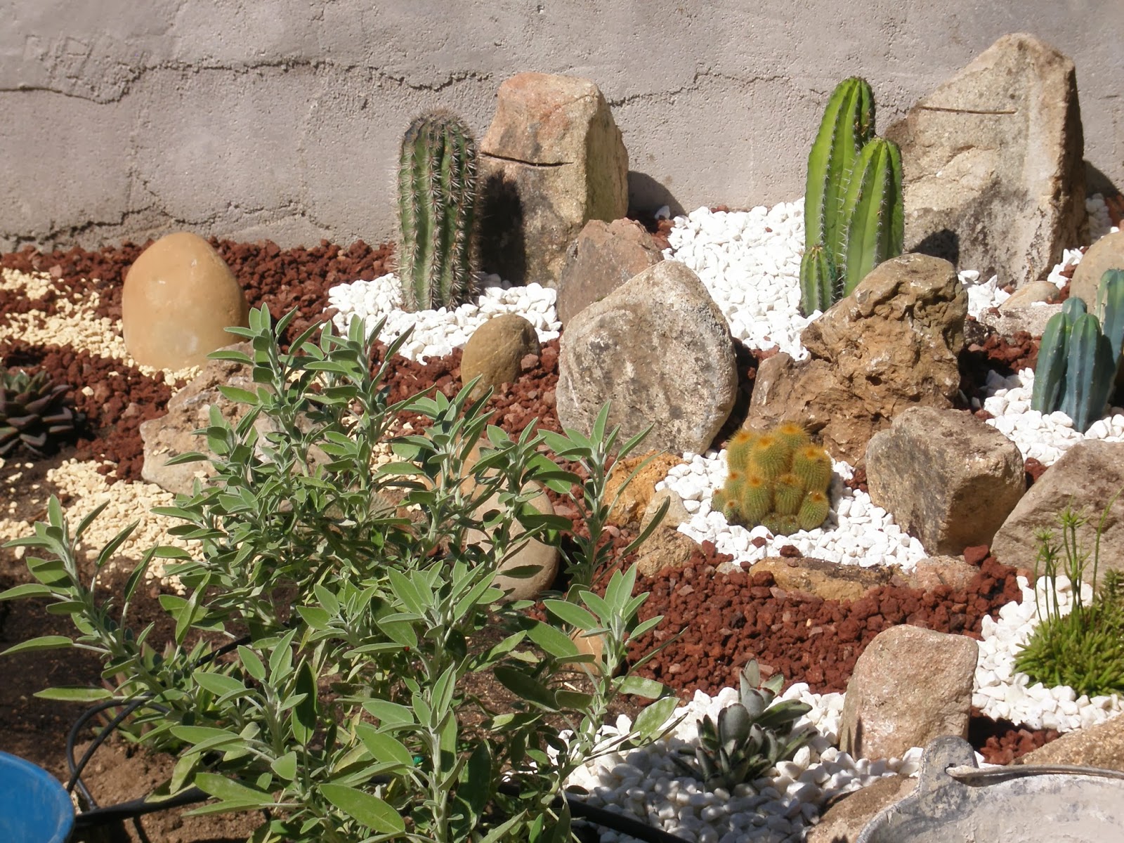 La brújula de los 8 calderos Minijardín de cactus en la