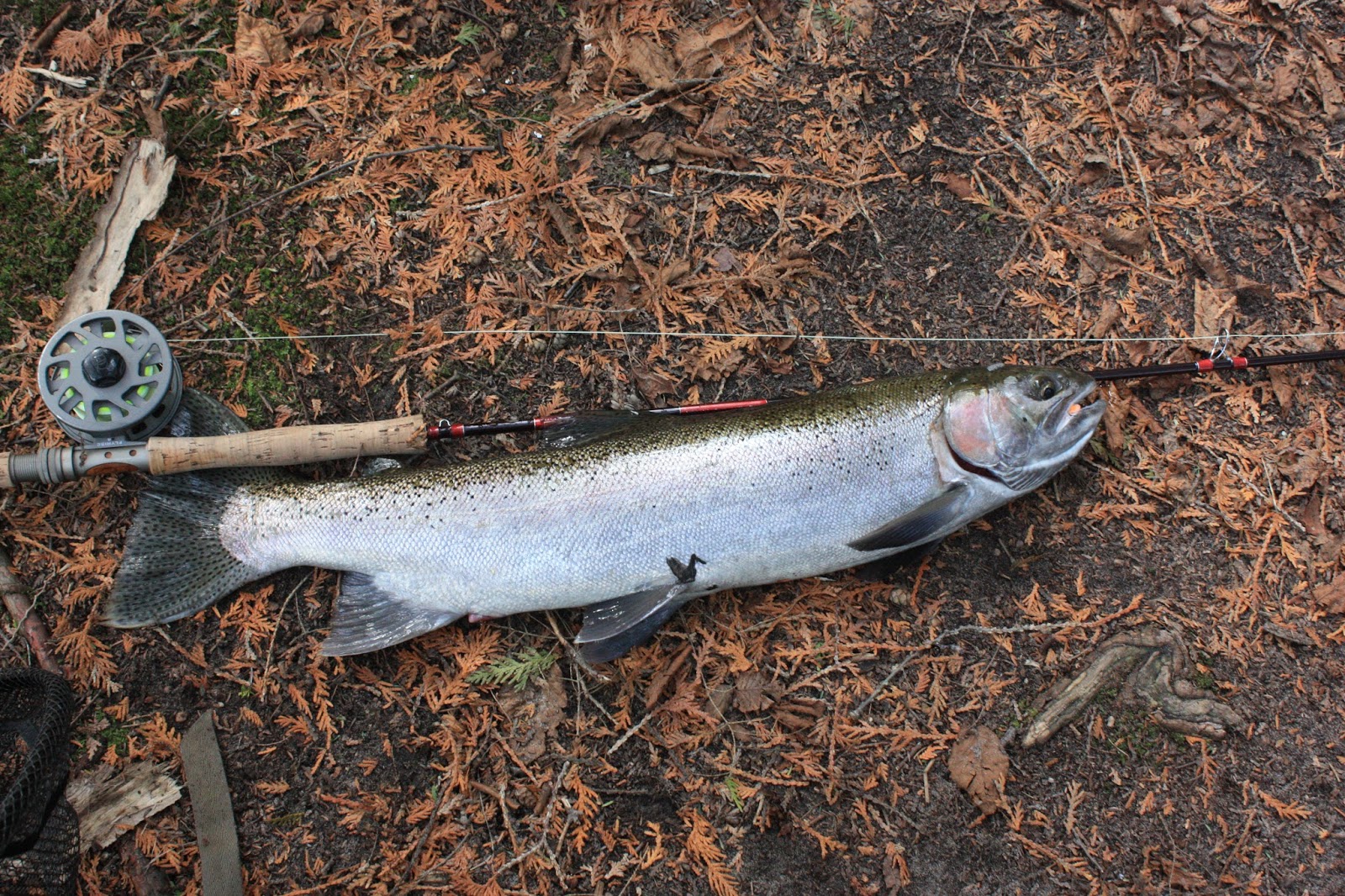 Fontinalis Rising In Defense of Chuck n Duck