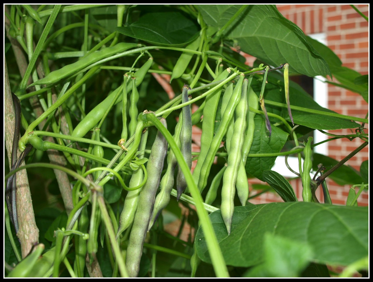 Mark's Veg Plot Status report 1st September
